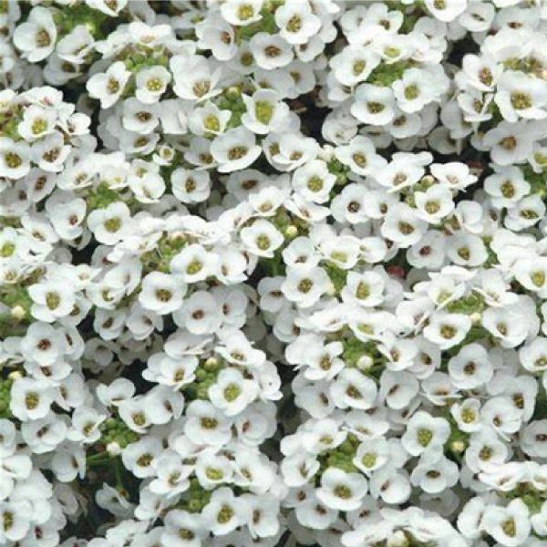 en