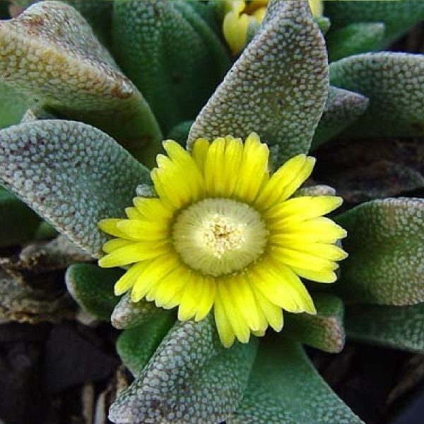 en