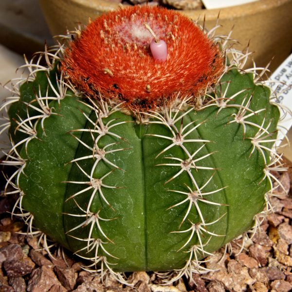 en