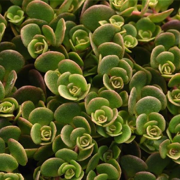 en